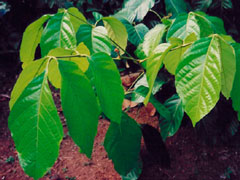 Guarana Swing Pflanze Sorbilis Qualität